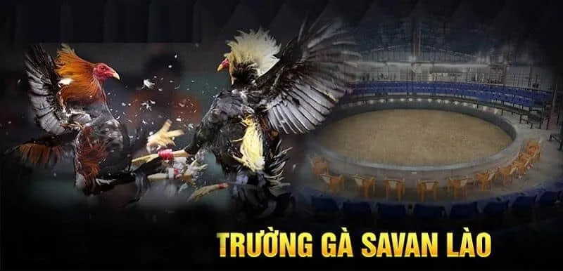 Đánh giá các ưu nhược điểm của trường gà Lào Đánh giá các ưu nhược điểm của trường gà Lào